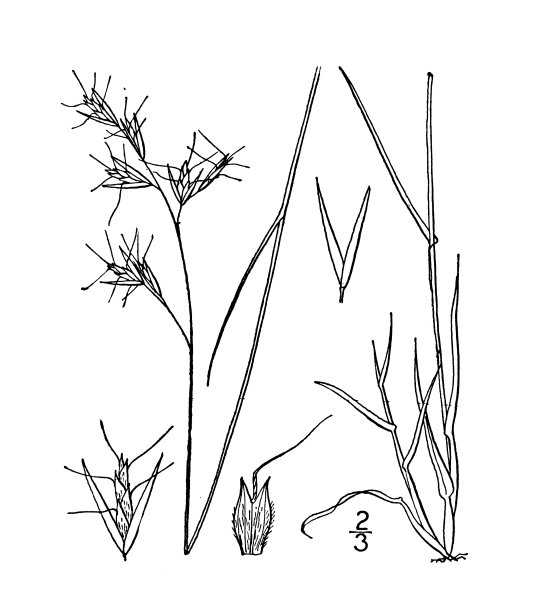 古植物学植物插图:Danthonia spicata，普通野生燕麦草图片下载