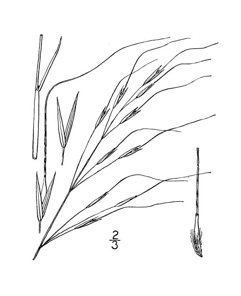 古植物学植物插图:针茅、黑燕麦草图片下载