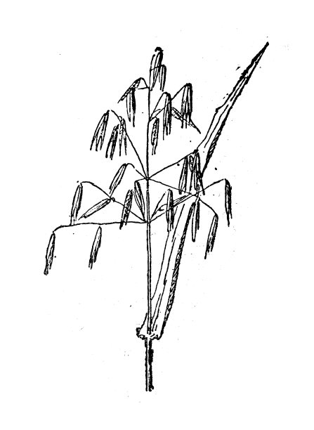 古董插图:燕麦图片下载