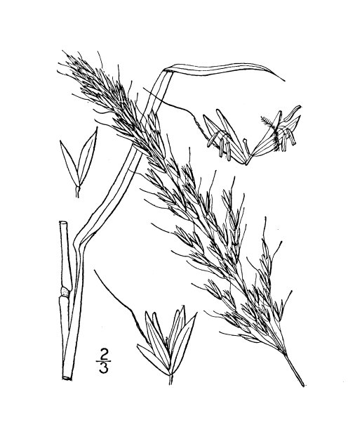 古植物学植物插图:Arrhenatherum elatius，燕麦草图片下载