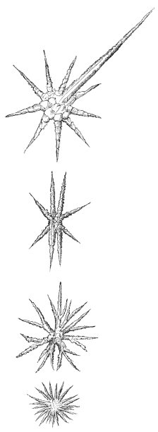 各种不同的星状毛状体(植物毛发)- 19世纪图片下载