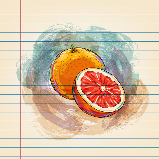 葡萄柚画在横格纸上图片下载