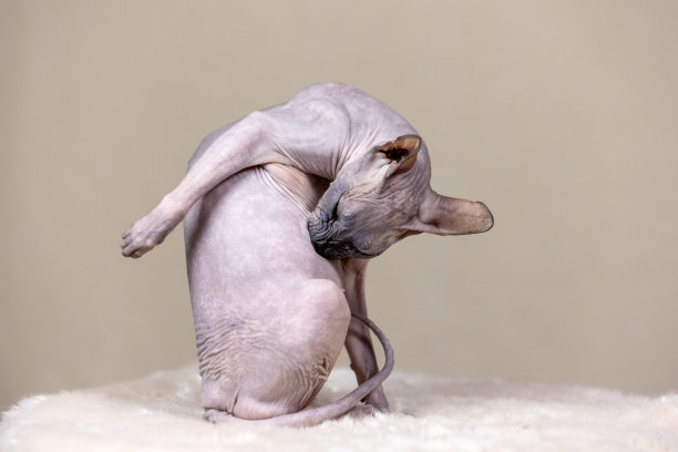 一只无毛的斯芬克斯猫的特写肖像，正坐着洗爪子图片下载