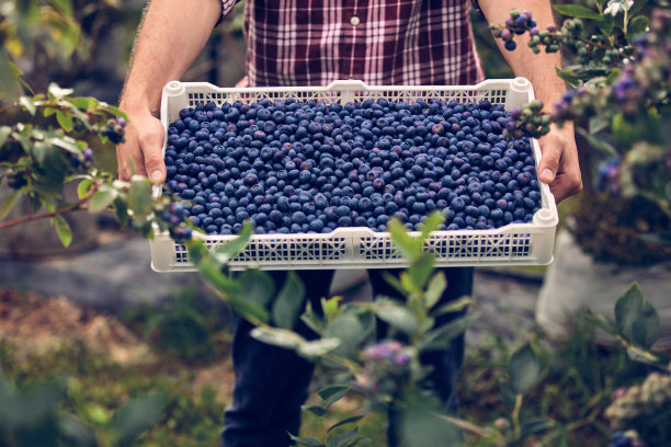 农场主在农场里拿着新鲜蓝莓。图片下载