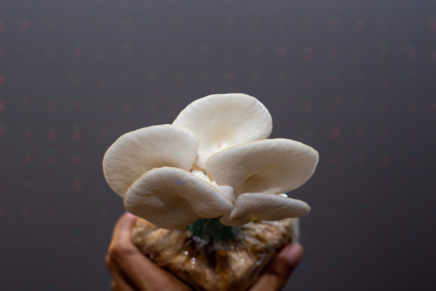 在家种植蘑菇。在农场种植的灰色平菇。从袋子里长出来的平菇。图片下载