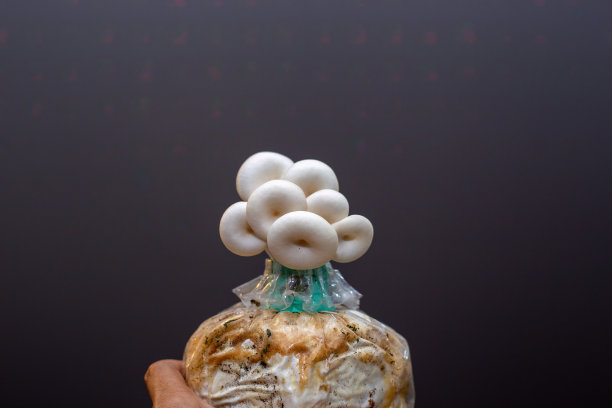 在家种植蘑菇。在农场种植的灰色平菇。从袋子里长出来的平菇。图片下载