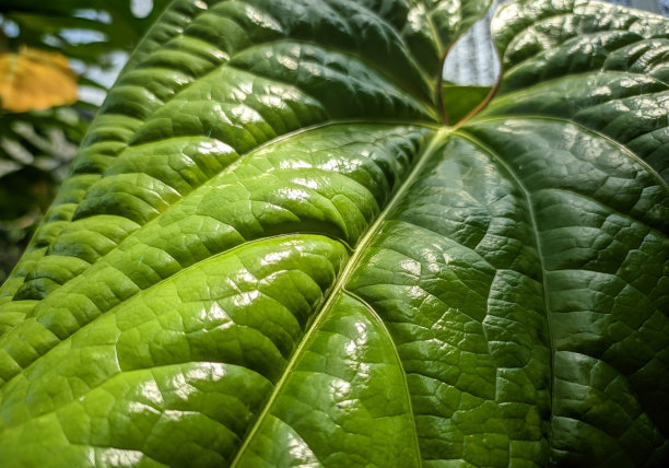 红掌的叶脉图片下载