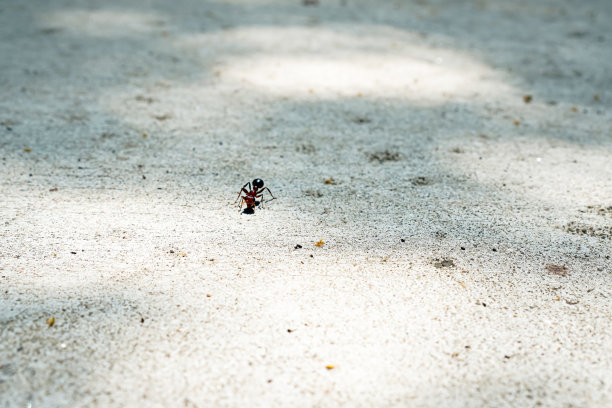 一张特写照片显示了一只大蚂蚁在自行车道的表面反射着早晨的阳光。图片下载