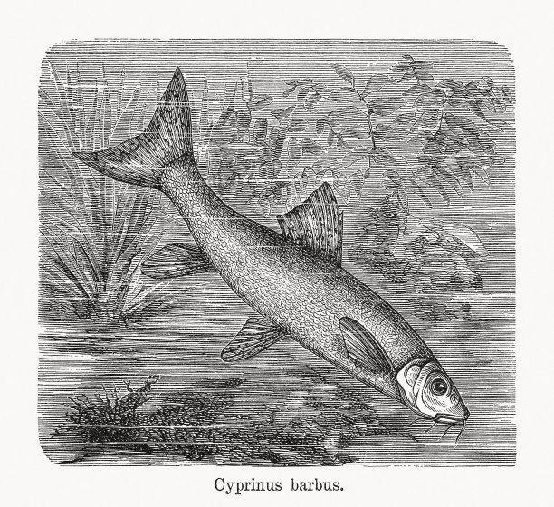 木刻(Barbus Barbus)， 1893年出版图片下载