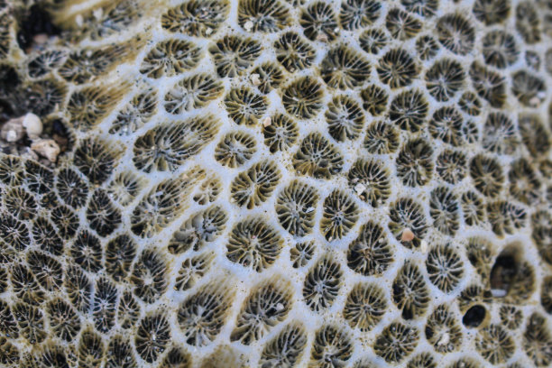 海滩上珊瑚礁的背景和纹理图片下载