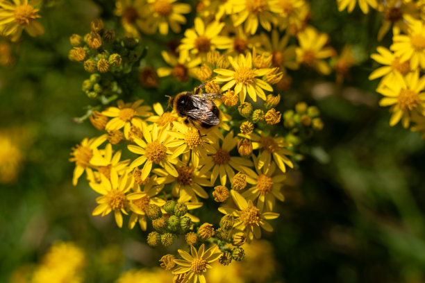 大黄蜂在黄花上图片下载