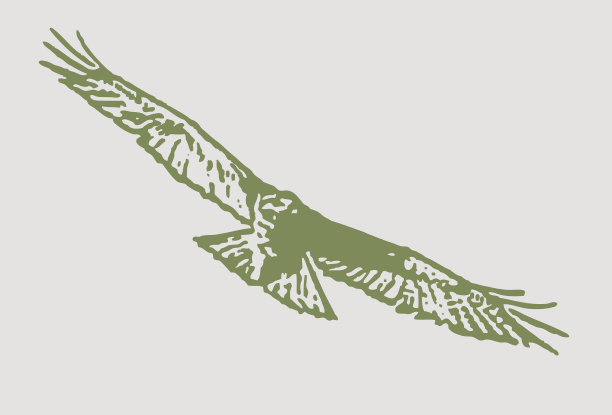 红尾鹰飞图片下载