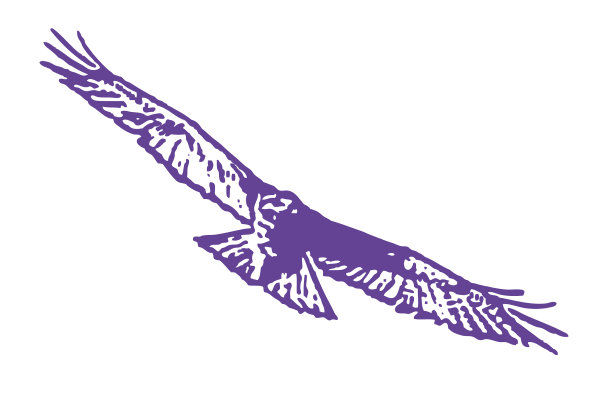 红尾鹰飞图片下载