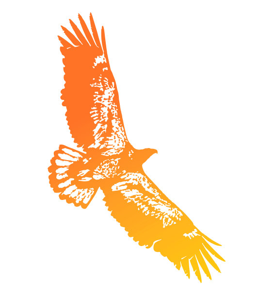 不成熟的白头鹰飞翔图片下载