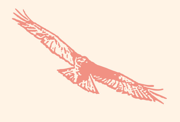 红尾鹰飞图片下载