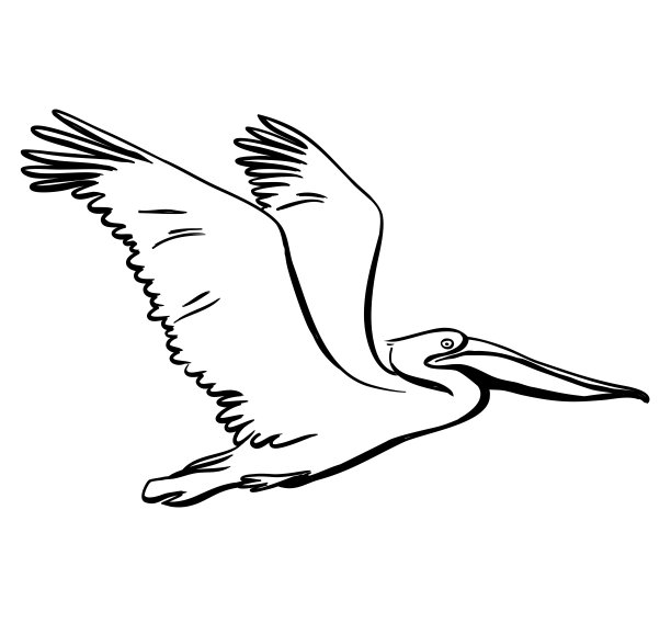 鹈鹕飞墨图片下载