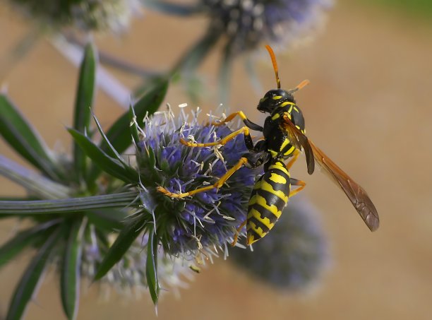 蜜蜂在薰衣草上，特写照片。图片下载