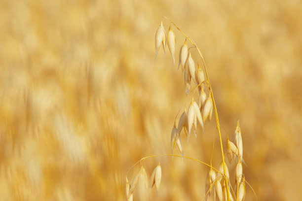 熟燕麦穗图片下载