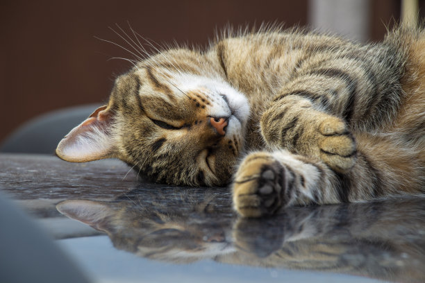 猫在车顶上图片下载