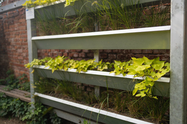 一棵小绿树点缀着露台。图片下载