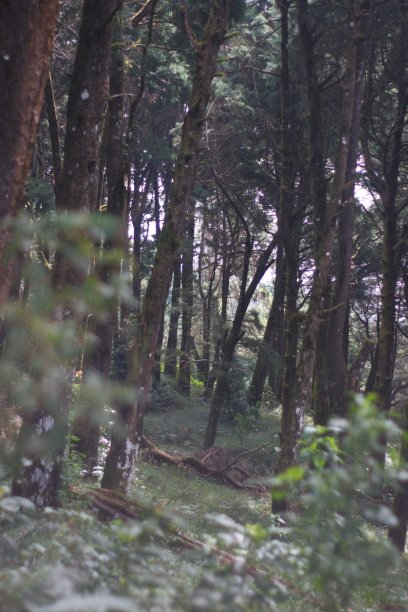 山上葱郁的树木图片下载