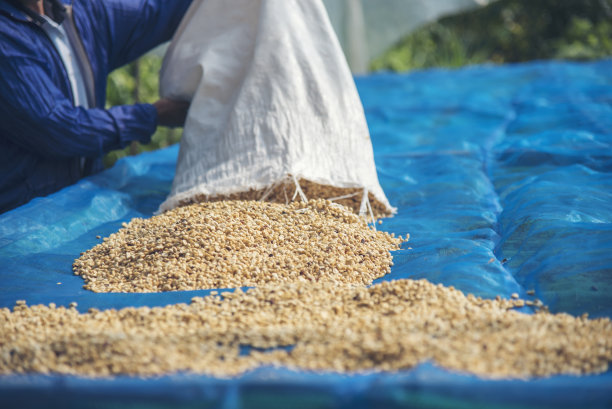 近距离手握生咖啡豆堆干绿种子。农民的手在生态农场挑选废棒未烤的谷物。农场种植阿拉比卡咖啡豆的农业对象。晒干的新鲜黑咖啡图片下载