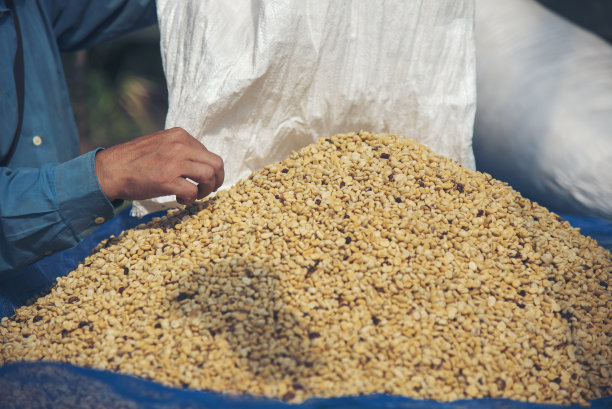 近距离手握生咖啡豆堆干绿种子。农民的手在生态农场挑选废棒未烤的谷物。农场种植阿拉比卡咖啡豆的农业对象。晒干的新鲜黑咖啡图片下载