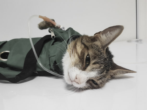 关闭了。在兽医诊所里，猫拿着滴管。图片下载