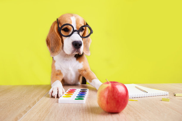 一只戴着圆眼镜的小猎犬坐在桌子旁，桌子上放着水彩画和其他学习用品。图片下载