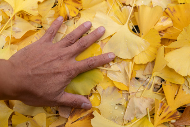 黄落叶图片下载