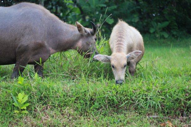 印尼水牛图片下载