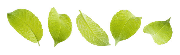 年轻的单叶绿色的不同侧面和观点，设置孤立的白色背景。夏季新鲜的果树叶片——苹果、梨为设计元素。图片下载