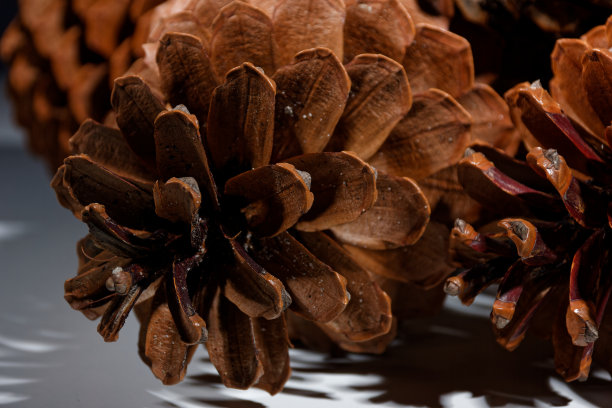 松果上的斐波那契螺旋的生物学例子图片下载