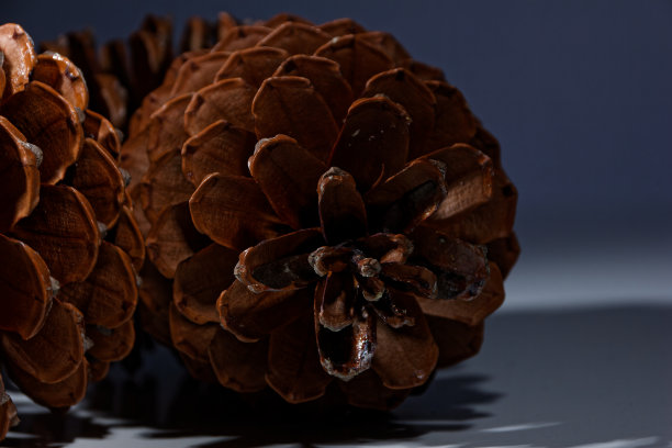 松果上的斐波那契螺旋的生物学例子图片下载