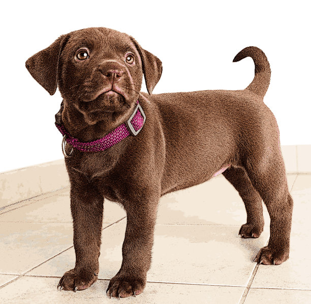 希望被收养的拉布拉多猎犬小狗图片下载