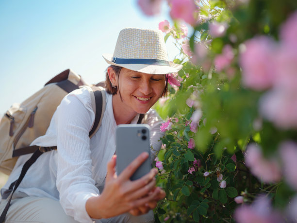 在阳光明媚的夏日，一片玫瑰田图片下载