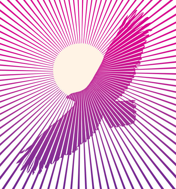 白头鹰飞向夕阳图片下载