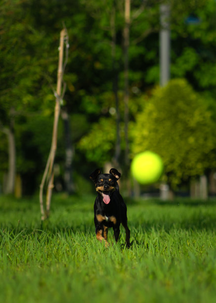 在一个阳光明媚的日子里，一只快乐的黑色玩具梗狗在草地上奔跑，伸出舌头去叼一个黄色的球。垂直图图片下载