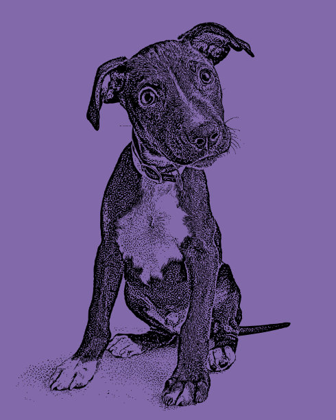 可爱的混血小狗希望被收养图片下载