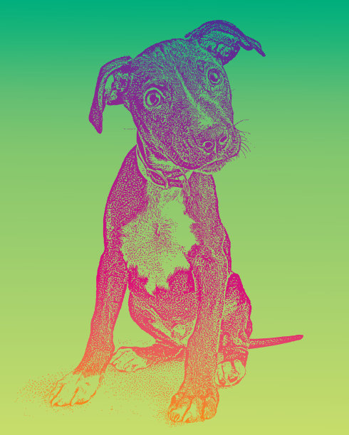 可爱的混血小狗希望被收养图片下载