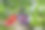 日本传统油纸伞和绣球花丛中的灌木和花丛。图片下载
