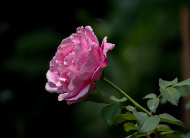 形状和颜色的Soeur Emmanuelle玫瑰盛开图片下载