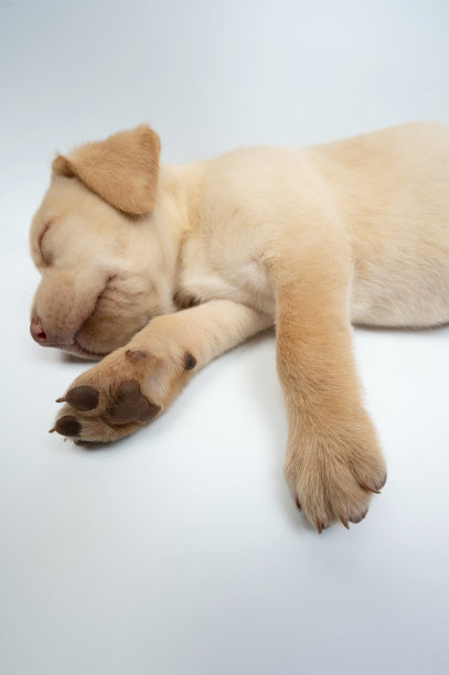 可爱的熟睡的拉布拉多幼崽图片下载
