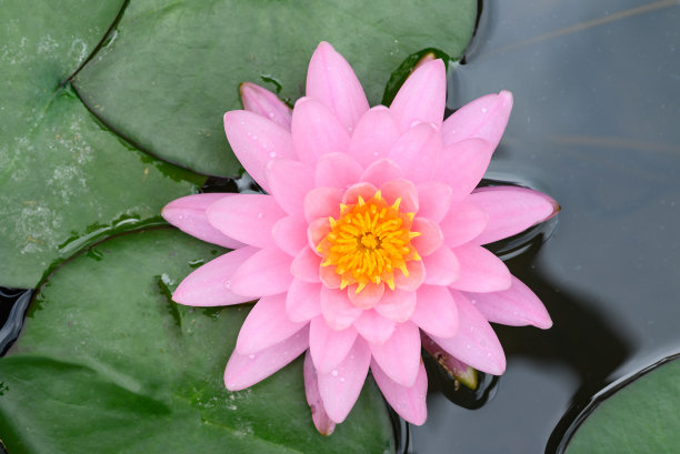 粉红色的睡莲在池塘里盛开图片下载