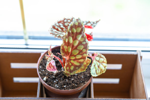 秋海棠红色形态特写。窗台上花盆里的室内植物的带斑点的叶子图片下载