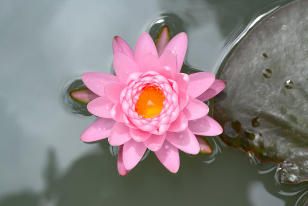 粉红色的睡莲在池塘里盛开图片下载