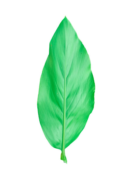 高良姜树和叶子高良姜绿白色背景图片下载