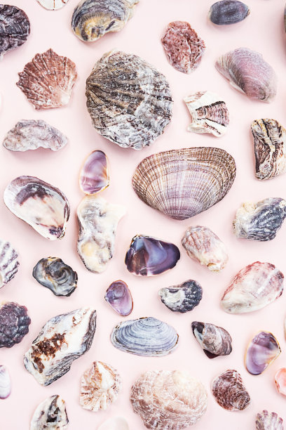 贝壳平躺着。夏季海事收集。图片下载