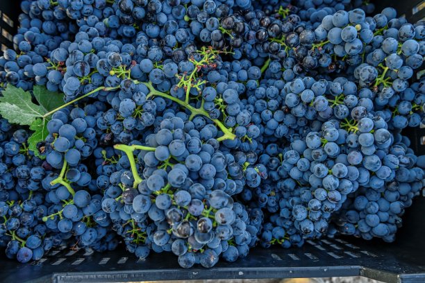 最近收获的葡萄串。图片下载