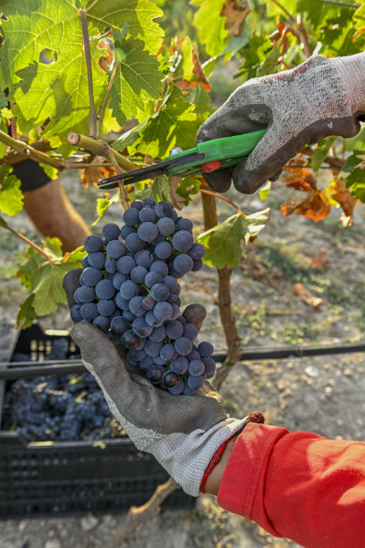 一位女农民的手，在收获期间采摘酿酒葡萄。图片下载